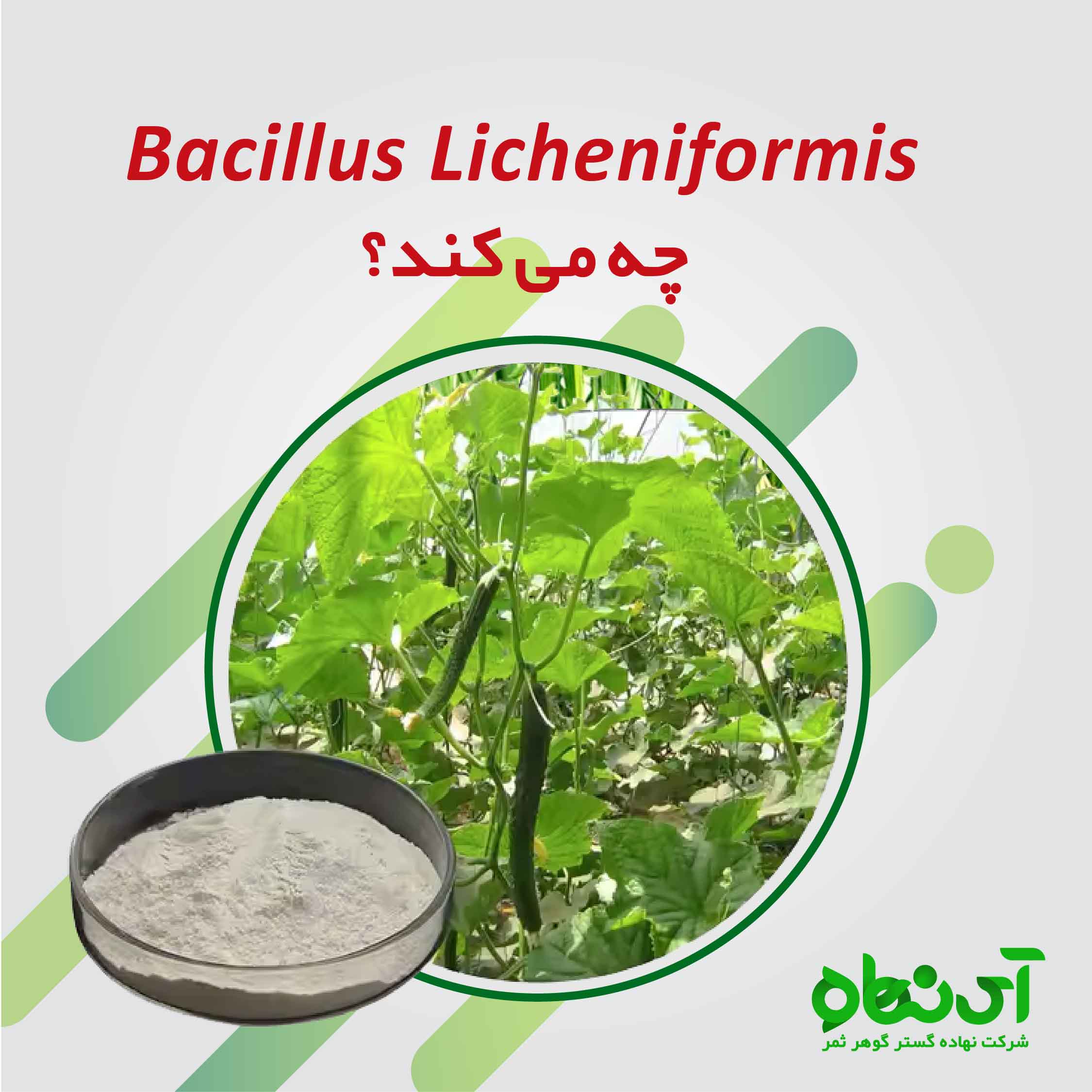 باکتری Bacillus Licheniformis